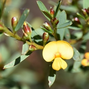 Pultenaea (bush peas) at Bargo, NSW - 27 Aug 2024 by Snows