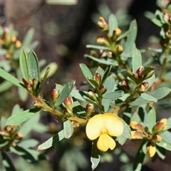 Pultenaea at Bargo, NSW - 27 Aug 2024 11:31 AM
