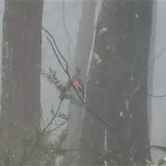 Petroica phoenicea (Flame Robin) at Ganbenang, NSW - 8 Mar 2025 by ScottandMandy