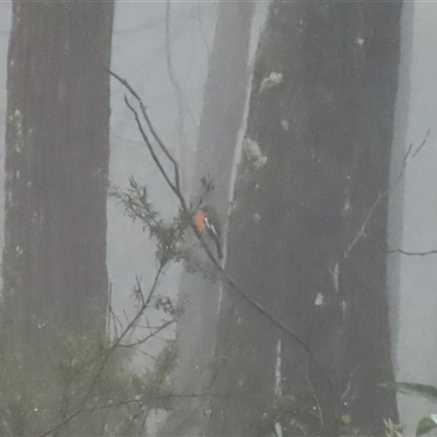 Petroica phoenicea (Flame Robin) at Ganbenang, NSW - 8 Mar 2025 by ScottandMandy