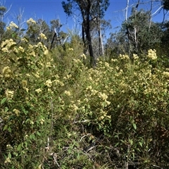 Pomaderris lanigera at Bargo, NSW - 27 Aug 2024 by Snows