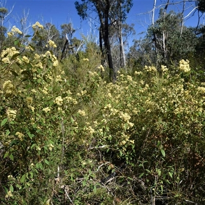 Pomaderris lanigera at Bargo, NSW - 27 Aug 2024 by Snows