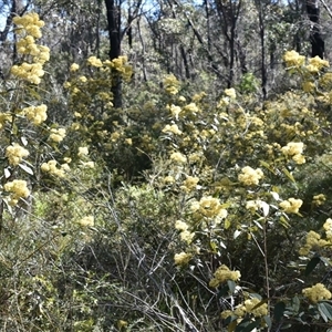 Pomaderris lanigera at Bargo, NSW - 27 Aug 2024 11:35 AM