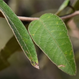 Pomaderris lanigera at Bargo, NSW - 27 Aug 2024 11:35 AM