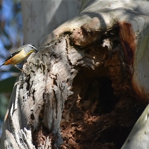 Pardalotus punctatus (Spotted Pardalote) at Bargo, NSW - 23 Aug 2024 by Snows