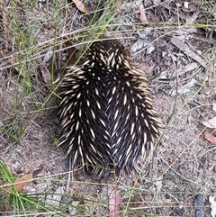 Tachyglossus aculeatus at Bargo, NSW - 18 Aug 2024 by Snows