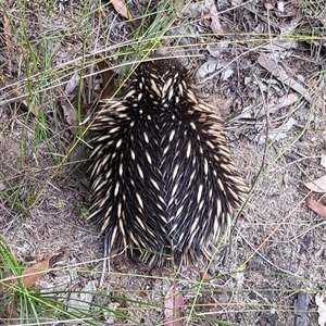 Tachyglossus aculeatus (Short-beaked Echidna) at Bargo, NSW - 18 Aug 2024 by Snows