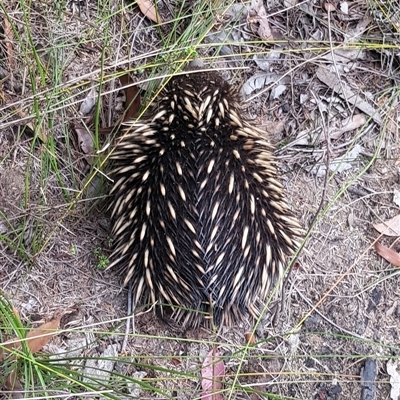 Tachyglossus aculeatus (Short-beaked Echidna) at Bargo, NSW - 18 Aug 2024 by Snows