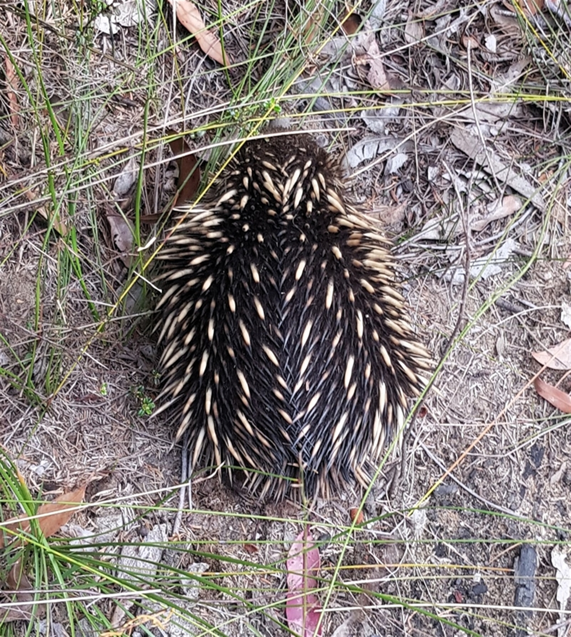 Tachyglossus aculeatus at Bargo, NSW - 18 Aug 2024 11:40 AM