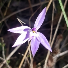 Glossodia major (Wax Lip Orchid) at Bargo, NSW - 11 Aug 2024 by Snows