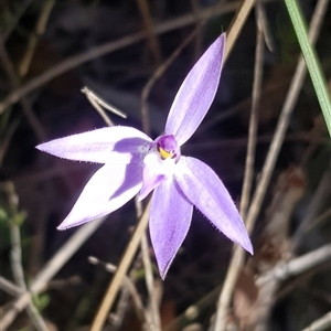 Glossodia major at Bargo, NSW - suppressed