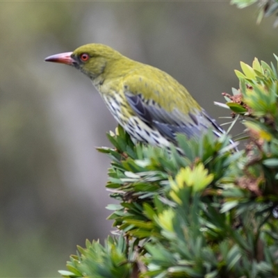 Oriolus sagittatus (Olive-backed Oriole) at Bargo, NSW - 6 Jul 2024 by Snows