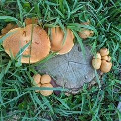 Gymnopilus junonius at Bargo, NSW - 27 Apr 2024 by Snows