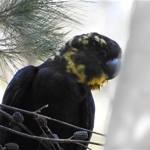 Calyptorhynchus lathami lathami (Glossy Black-Cockatoo) at Bundanoon, NSW - 14 Aug 2021 by GITM2