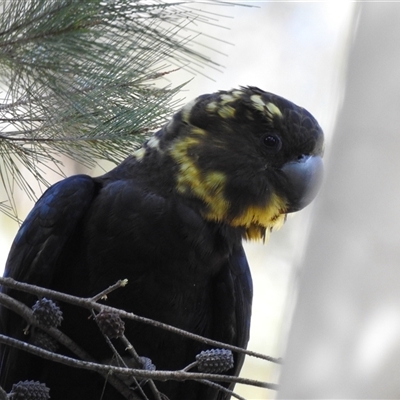 Calyptorhynchus lathami lathami (Glossy Black-Cockatoo) at Bundanoon, NSW - 14 Aug 2021 by GITM2