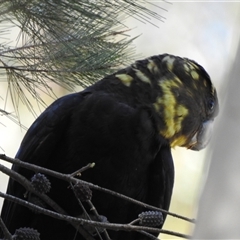 Calyptorhynchus lathami lathami at Bundanoon, NSW - suppressed