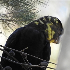 Calyptorhynchus lathami lathami at Bundanoon, NSW - suppressed