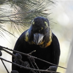 Calyptorhynchus lathami lathami at Bundanoon, NSW - suppressed