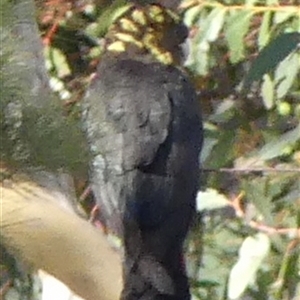 Calyptorhynchus lathami lathami at Bundanoon, NSW - suppressed