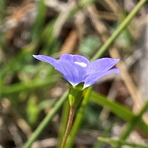 Wahlenbergia planiflora subsp. planiflora (Flat Bluebell) at Booth, ACT - 3 Mar 2025 by RAllen