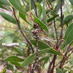 Dendroaeschna conspersa (Wide-faced Darner) at Acton, ACT - Today by LeahColebrook