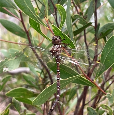 Dendroaeschna conspersa (Wide-faced Darner) at Acton, ACT - 9 Mar 2025 by LeahColebrook