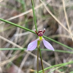 Eriochilus sp. by LeahColebrook