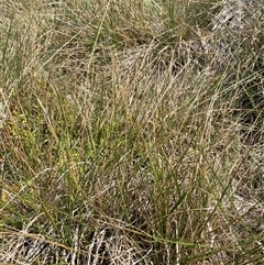 Austrostipa bigeniculata at Dunlop, ACT - Today by Toitjie1