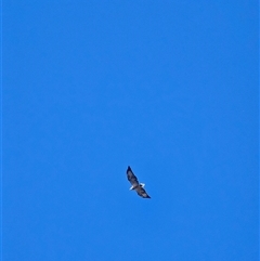 Haliaeetus leucogaster (White-bellied Sea-Eagle) at Burrinjuck, NSW - 8 Mar 2025 by Bidge