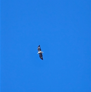 Haliaeetus leucogaster at Burrinjuck, NSW - 8 Mar 2025 10:38 AM