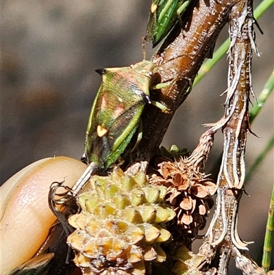 Morna florens (Shield bug) at Burrinjuck, NSW - 8 Mar 2025 by Bidge