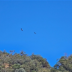 Haliaeetus leucogaster (White-bellied Sea-Eagle) at Burrinjuck, NSW - 8 Mar 2025 by Bidge