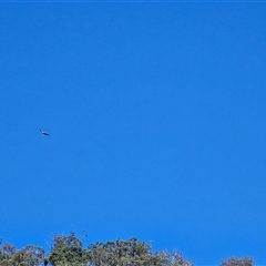 Haliaeetus leucogaster at Burrinjuck, NSW - 8 Mar 2025 12:02 PM