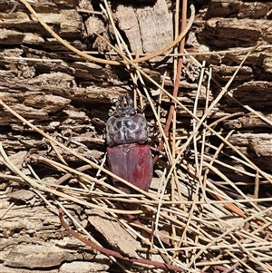 Ryssonotus nebulosus at Burrinjuck, NSW - 8 Mar 2025 12:55 PM