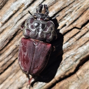 Ryssonotus nebulosus at Burrinjuck, NSW - 8 Mar 2025 12:55 PM