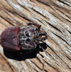 Ryssonotus nebulosus at Burrinjuck, NSW - 8 Mar 2025 12:55 PM