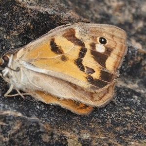 Heteronympha merope at Acton, ACT - Yesterday 10:58 AM