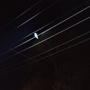 Ninox boobook at West Albury, NSW - 8 Mar 2025 10:51 PM