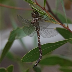 Dendroaeschna conspersa (Wide-faced Darner) at Acton, ACT - Today by Anna123