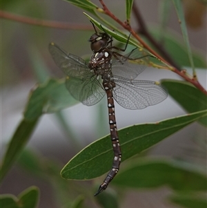 Dendroaeschna conspersa at Acton, ACT - Yesterday 10:50 AM