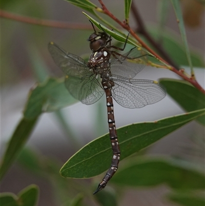 Dendroaeschna conspersa (Wide-faced Darner) at Acton, ACT - Today by Anna123