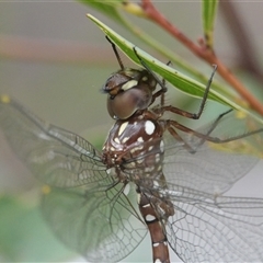 Dendroaeschna conspersa at Acton, ACT - Yesterday 10:50 AM