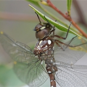 Dendroaeschna conspersa at Acton, ACT - Yesterday 10:50 AM