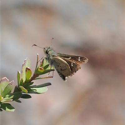 Dispar compacta (Barred Skipper) at Booth, ACT - 3 Mar 2025 by RAllen