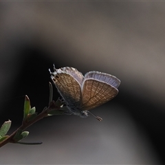 Theclinesthes miskini (Wattle Blue) at Booth, ACT - 3 Mar 2025 by RAllen