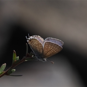 Theclinesthes miskini (Wattle Blue) at Booth, ACT - 3 Mar 2025 by RAllen