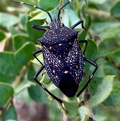 Poecilometis patruelis (Gum Tree Shield Bug) at Koorawatha, NSW - 9 Mar 2025 by Kooragindi