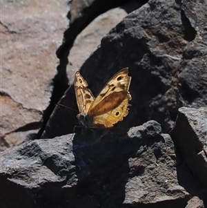 Heteronympha merope (Common Brown Butterfly) at Booth, ACT - 3 Mar 2025 by RAllen