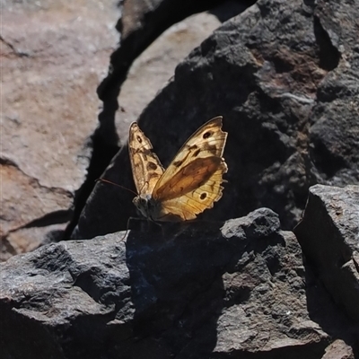 Heteronympha merope (Common Brown Butterfly) at Booth, ACT - 3 Mar 2025 by RAllen