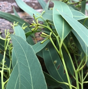 Eucalyptus tetrapleura at Kungala, NSW - suppressed